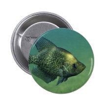 Tipo de pez negro pin