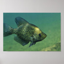 Tipo de pez negro posters