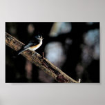 Titmouse copetudo impresiones