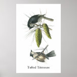 Titmouse copetudo, Juan Audubon Impresiones