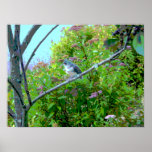 Titmouse copetudo: Pájaro de bebé nuevamente críad Posters