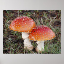 Toadstool #13 posters