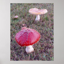 Toadstool #7 poster