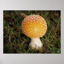 Toadstools #1 impresiones