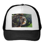 Tocón blackboy altamente inflamable gorros  