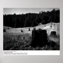 Tocones de la secoya de Ansel Adams Posters