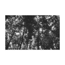Toldo 01 BW del arbolado Impresiones De Lienzo
