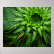 Tolva de la hoja en el poster de Coneflower