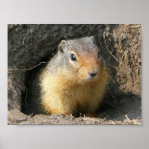 Tome una ardilla de la ojeada posters