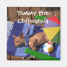 Tommy el imán de la chihuahua