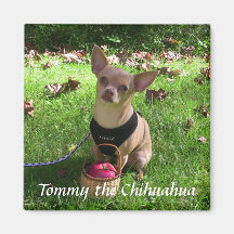 Tommy el imán de la chihuahua