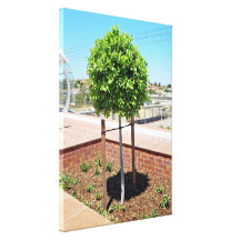 Topiary al aire libre en plantador del ladrillo lienzo envuelto para galerías