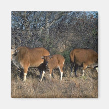 toro del Banteng-adulto, becerro, y vaca adulta Imán De Frigorífico