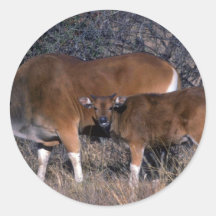 toro del Banteng-adulto con el becerro Etiqueta