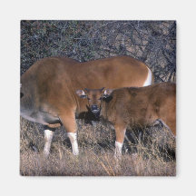 toro del Banteng-adulto con el becerro Imanes Para Frigoríficos