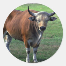 toro del Banteng-adulto Etiqueta