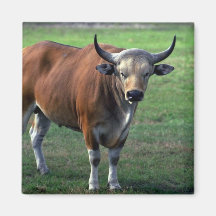 toro del Banteng-adulto Imán De Frigorífico