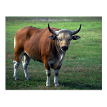 toro del Banteng-adulto Tarjetas Postales