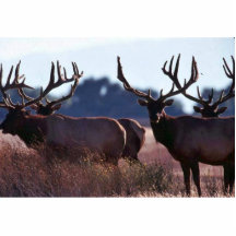 Toros de los alces de Tule Esculturas Fotograficas