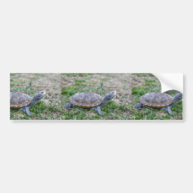 Tortuga acuática de Diamondback Etiqueta De Parachoque