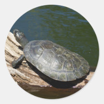 tortuga Amarillo-manchada del Amazonas Etiquetas