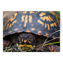 Tortuga de caja felicitacion 