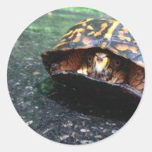 Tortuga de caja pegatina redonda
