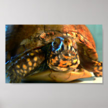 Tortuga de caja poster