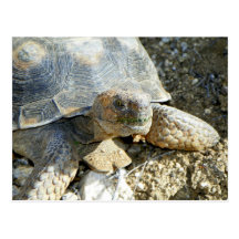 Tortuga de desierto de Arizona Tarjetas Postales