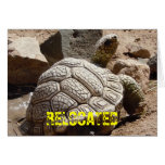 Tortuga de desierto linda - cambio de dirección tarjeton