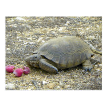 Tortuga de desierto tarjeta postal