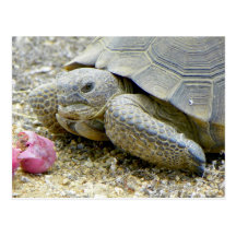Tortuga de desierto tarjeta postal