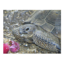 Tortuga de desierto tarjetas postales
