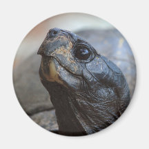 tortuga de Gopher Imán De Frigorífico