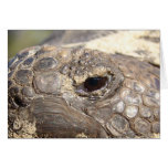 Tortuga de Gopher no feliz Felicitaciones