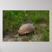 Tortuga de Gopher Posters