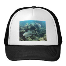 Tortuga de Hawai de la bahía de Hanauma Gorra