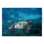 Tortuga de mar de señora Elliot Island Tarjetas