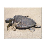 Tortuga de mar en lona envuelta playa impresión en lienzo estirada