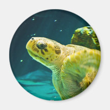 Tortuga de mar iman para frigorífico