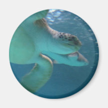 Tortuga de mar imanes  
