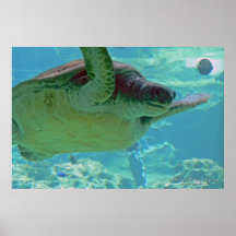 Tortuga de mar impresiones