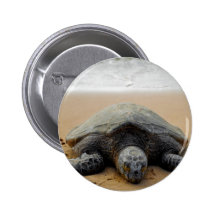 Tortuga de mar pins