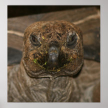 Tortuga de Myrtle Impresiones