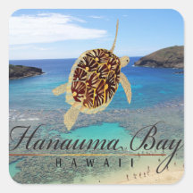 Tortuga de Oahu de la bahía de Hawaii Hanauma Calcomanía Cuadradas