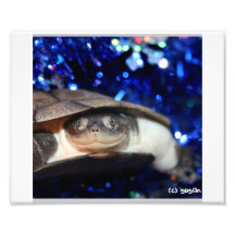 Tortuga de Sideneck del africano que mira la cámar Impresiones Fotográficas
