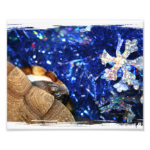 Tortuga de Sideneck del africano y malla azul con  Foto