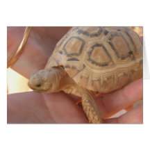 Tortuga del bebé tarjetas