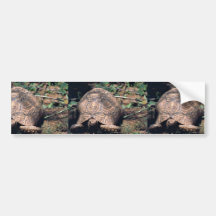 Tortuga del leopardo etiqueta de parachoque