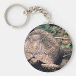 Tortuga del leopardo llavero